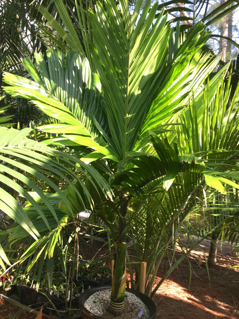 Areca I Found It Discussing Palm Trees Worldwide Palmtalk