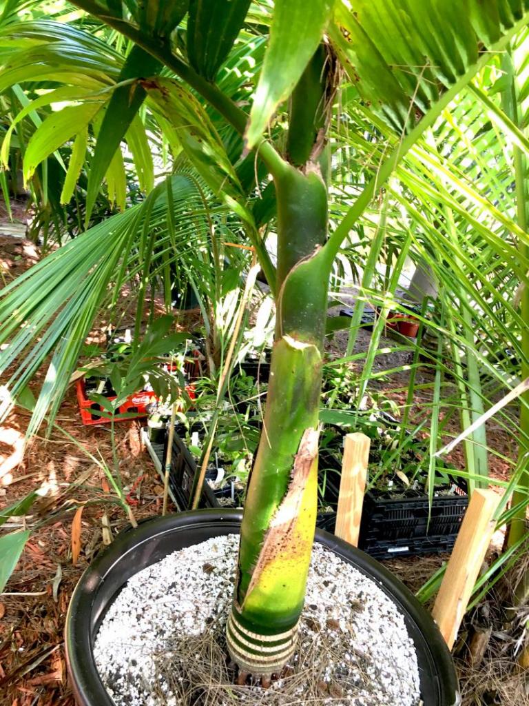 Areca_catechu_semi-dwarf_1-04_06-27-19.thumb.JPG.ed25941d86d05f00749980315510cabf.JPG