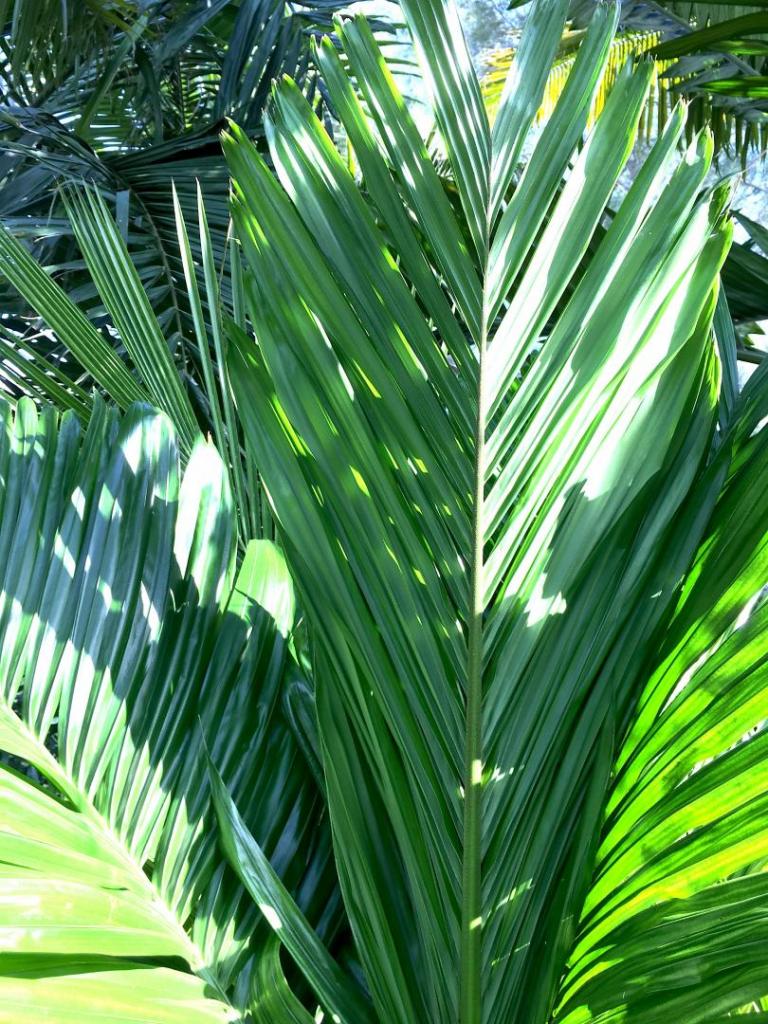 Areca_catechu_semi-dwarf_1-05_06-27-19.thumb.JPG.01434cc08778014d7ed88c99ce0be629.JPG