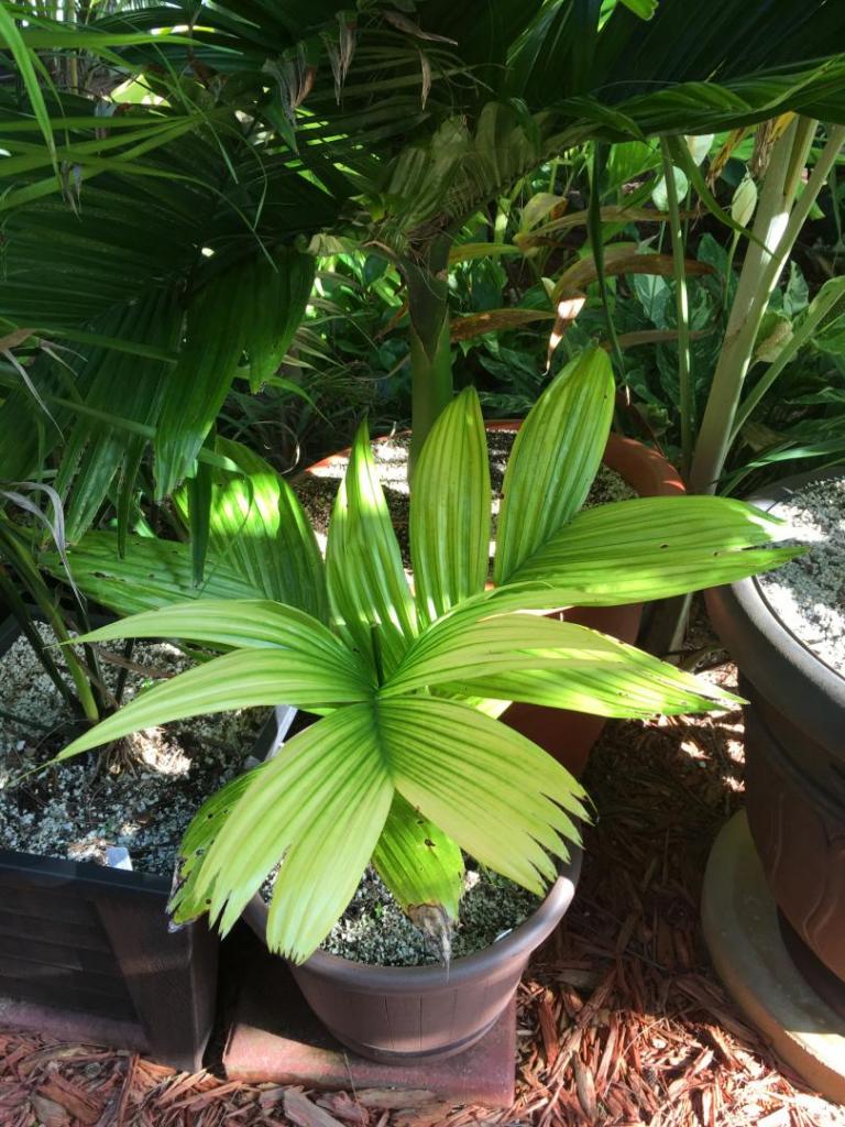 Areca_catechu_semi-dwarf_fr_seed_01_06-27-19.thumb.JPG.fcecccff8eefe1c20388d849b0e99bf2.JPG