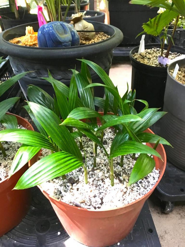 Areca_macrocalyx_seedlings_01_06-28-19.thumb.JPG.8486e788892141628b5cfb14ec21ea8b.JPG