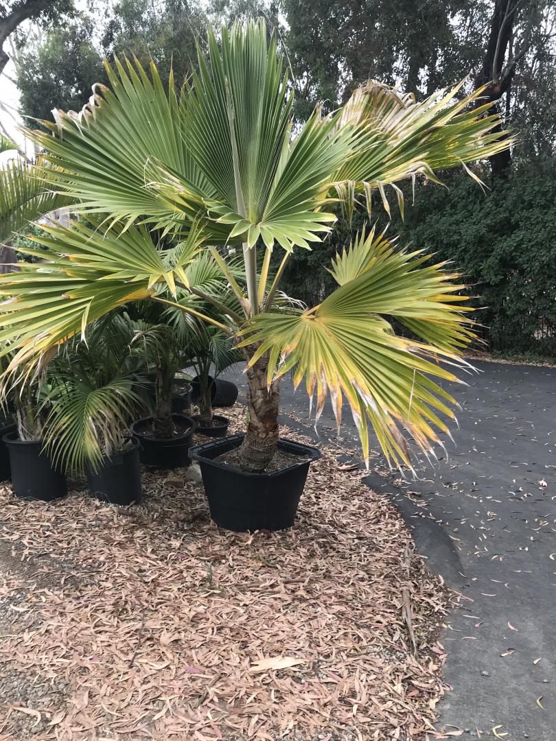 Pritchardia schattaueri specimen forsale! - For Sale - PalmTalk