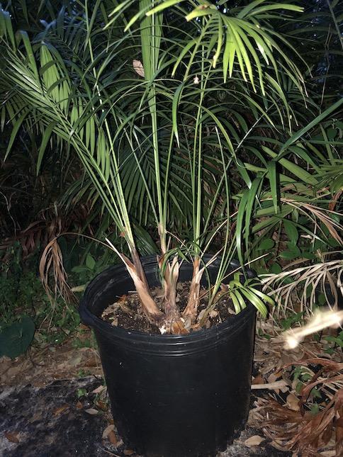 Dypsis 