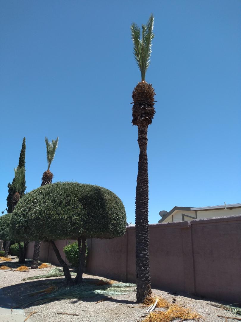 Can palms recover from severe pencil-pointing? - DISCUSSING PALM TREES