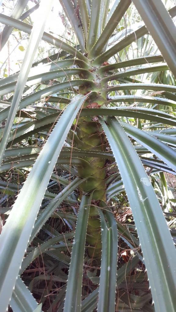 Pandanus_3_leaf.jpg