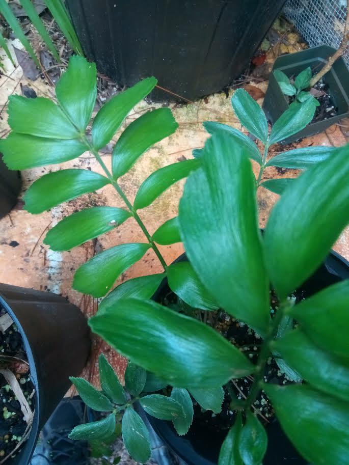 Zamia pygmaea - For Sale - PalmTalk