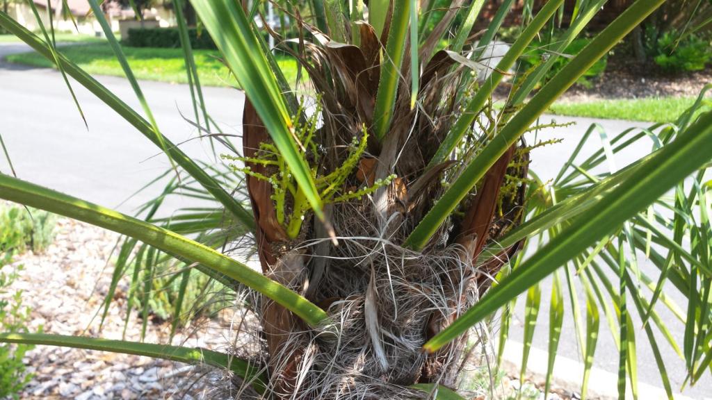 20190703_164241_Trachycarpus_Flowering_1600.jpg