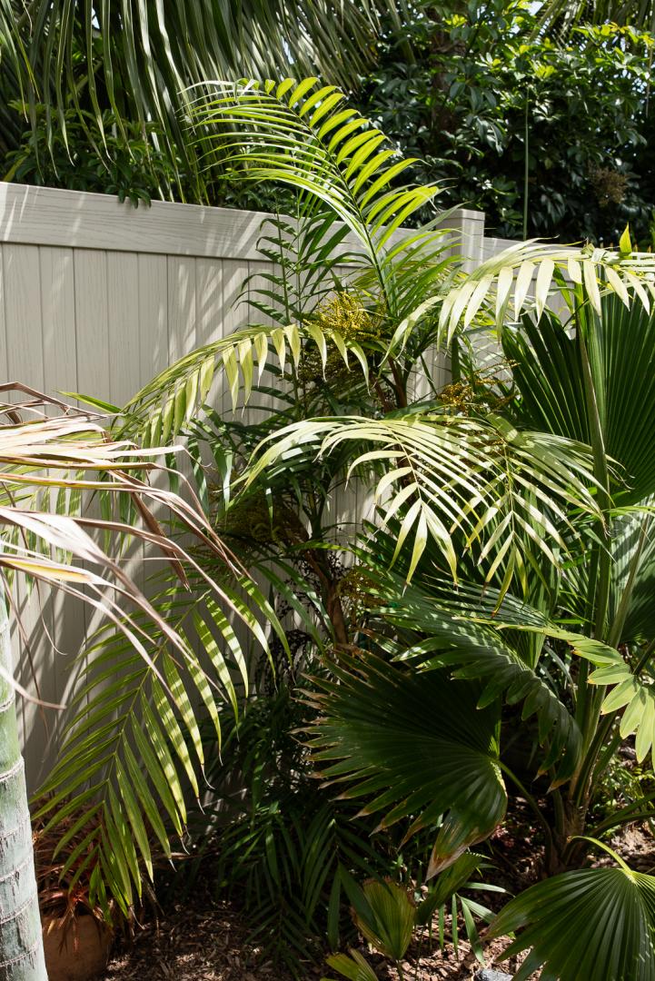 Self cleaning palms - DISCUSSING PALM TREES WORLDWIDE - PalmTalk