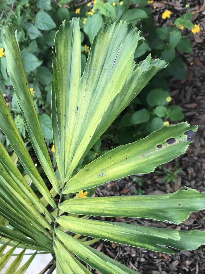 Leaf problem diagnosis - DISCUSSING PALM TREES WORLDWIDE - PalmTalk