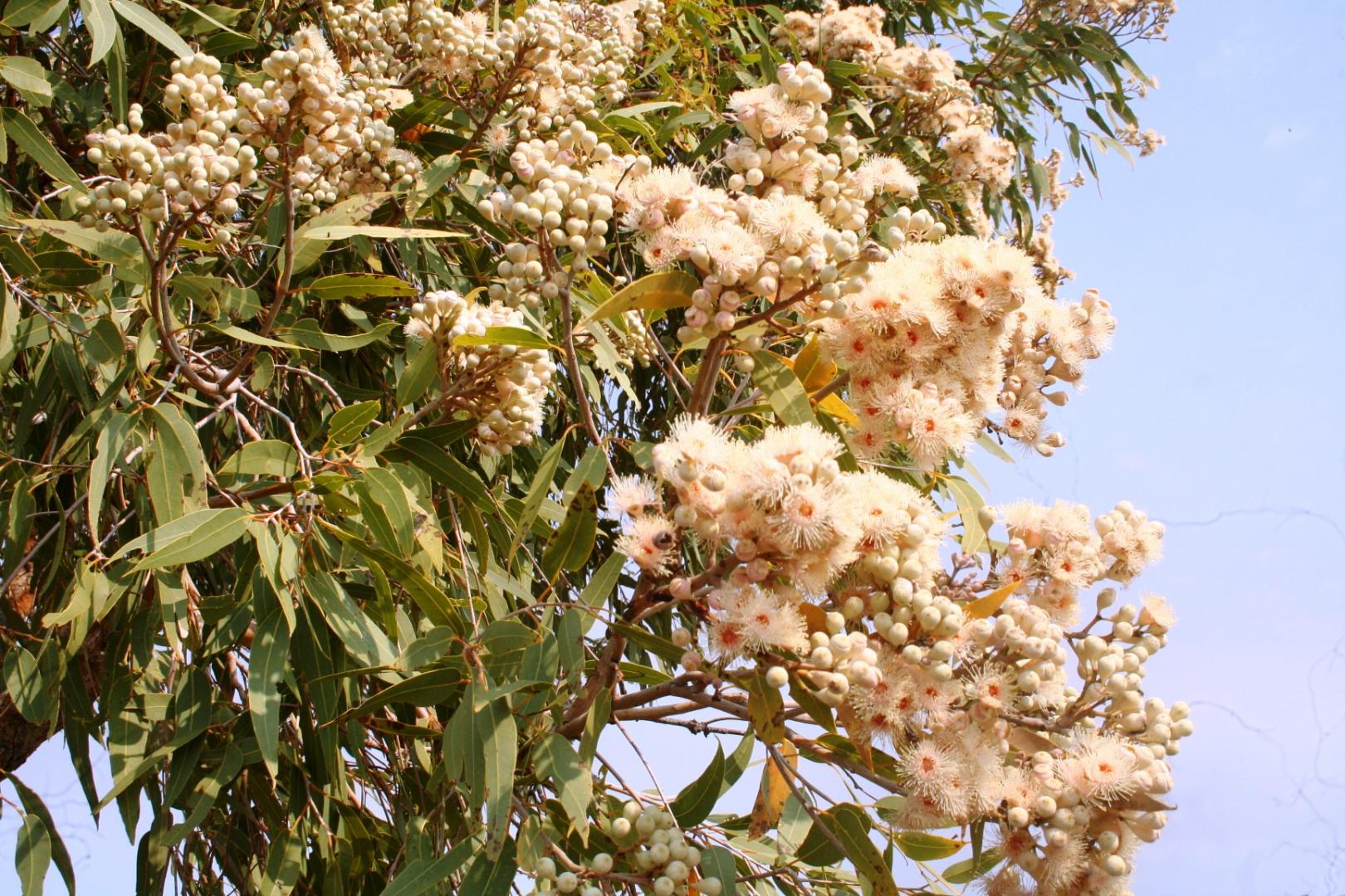 Simpson Desert ( Australia ) Winter Wildflowers - TROPICAL LOOKING ...