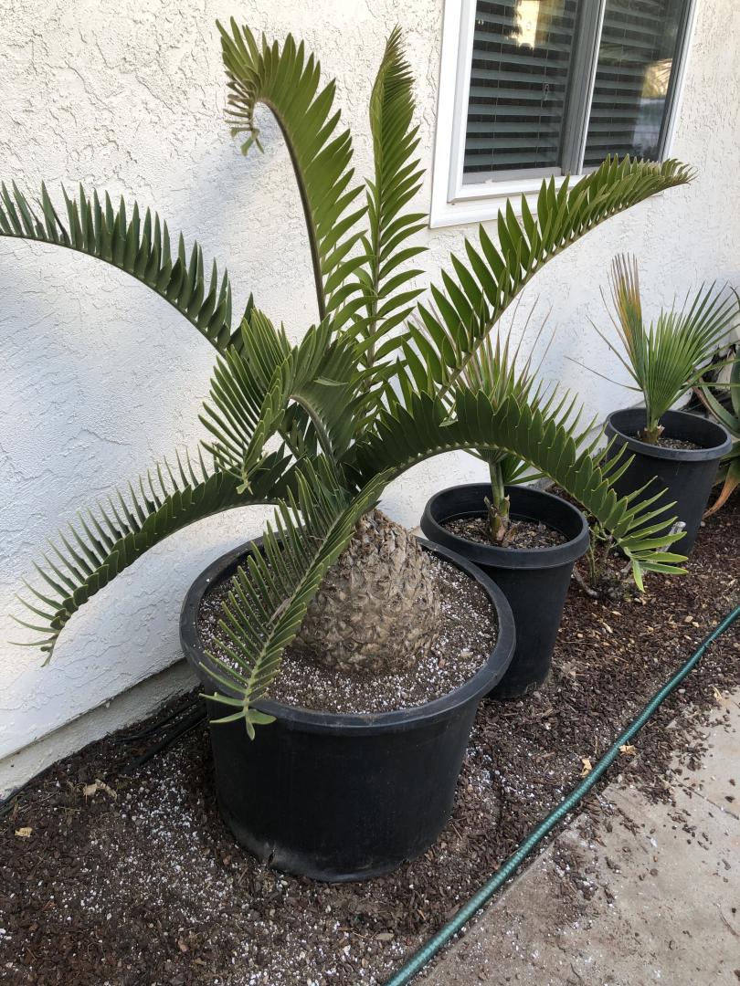 Encephalartos Longifolius for Sale - For Sale - PalmTalk