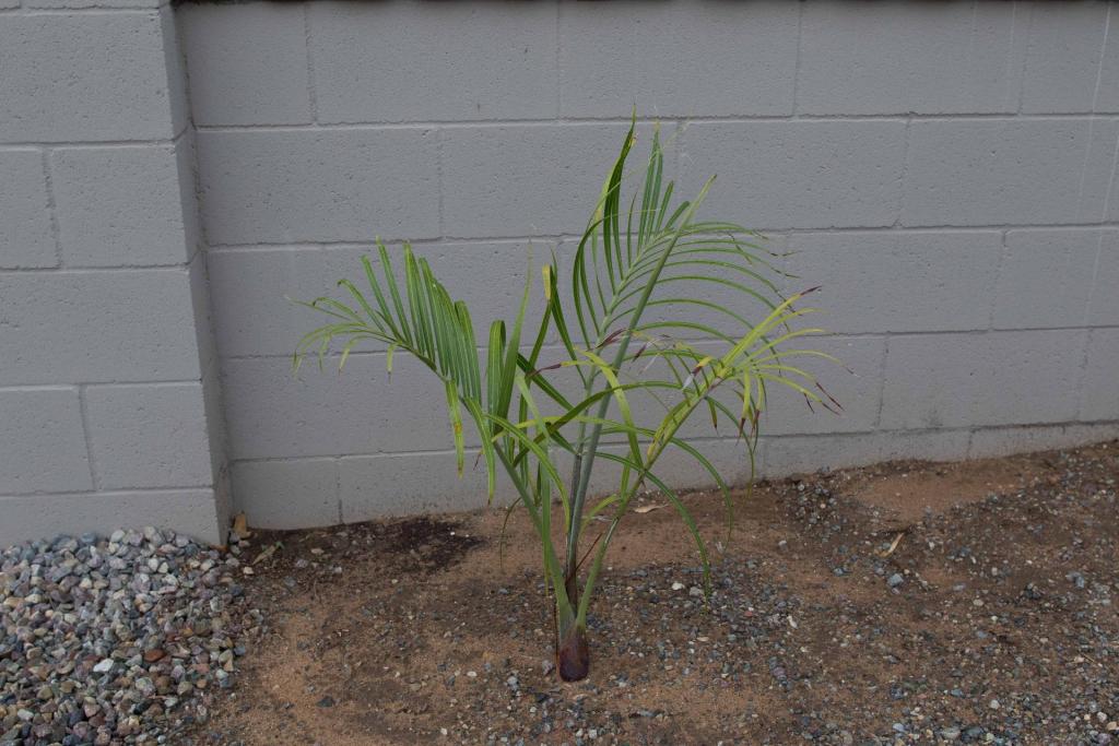 20150915-LI9A2163_Dypsis_decaryi.jpg