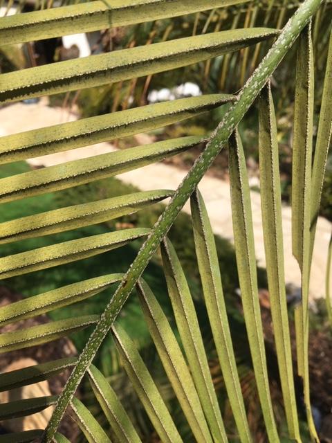 Pygmy date palm - DISCUSSING PALM TREES WORLDWIDE - PalmTalk