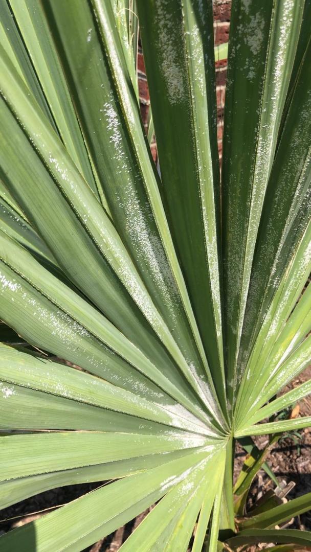 White Stuff On Fronds - Discussing Palm Trees Worldwide - Palmtalk