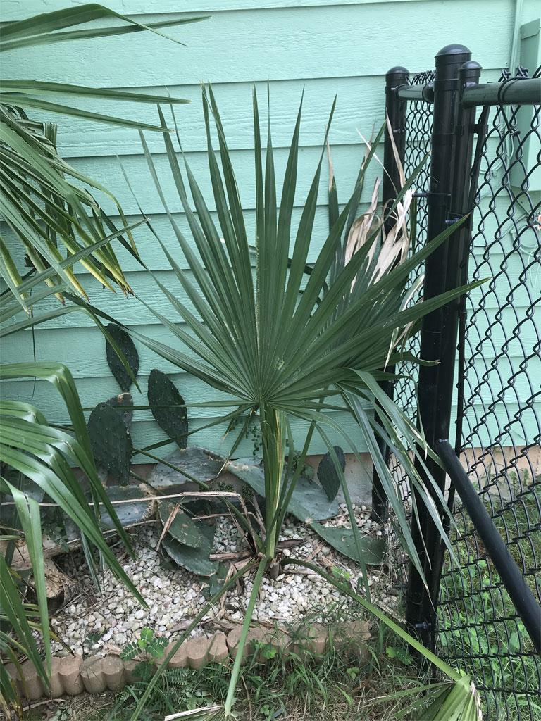 My yard north of Atlanta-USA-Zone 7a/b - DISCUSSING PALM TREES ...