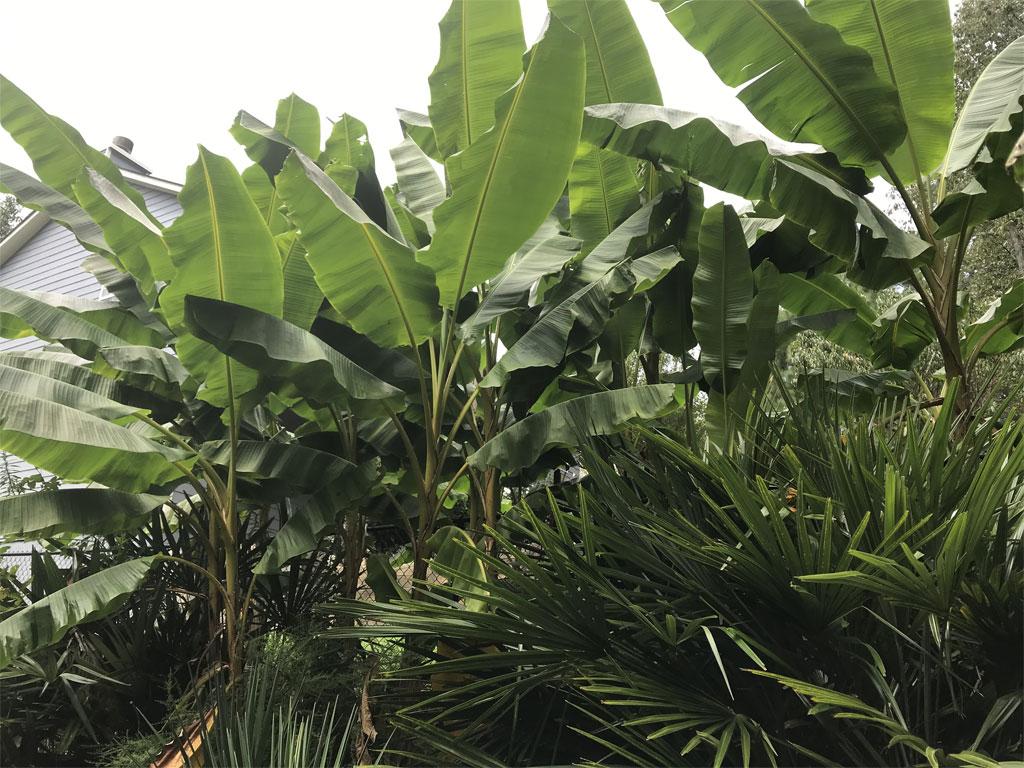 My yard north of Atlanta-USA-Zone 7a/b - DISCUSSING PALM TREES ...