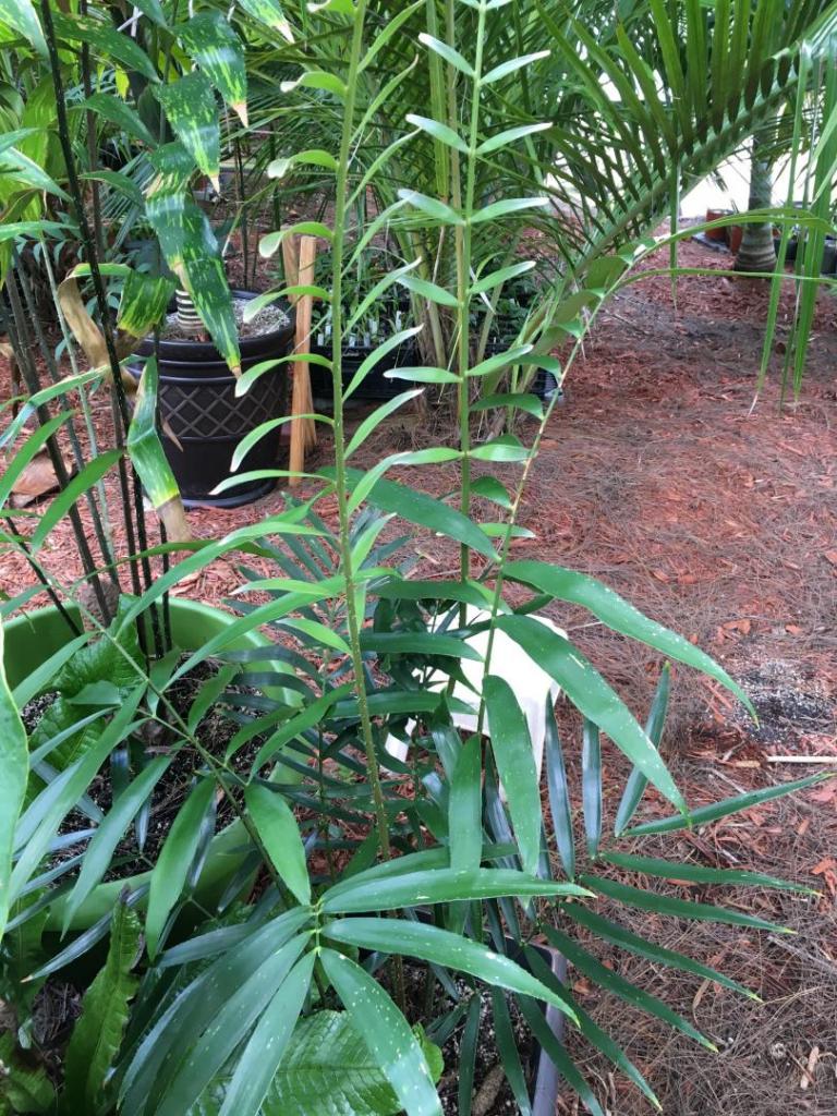 Zamia_hybrid_02_08-20-19.thumb.JPG.1d5940b79597be45e14ea89af8603630.JPG