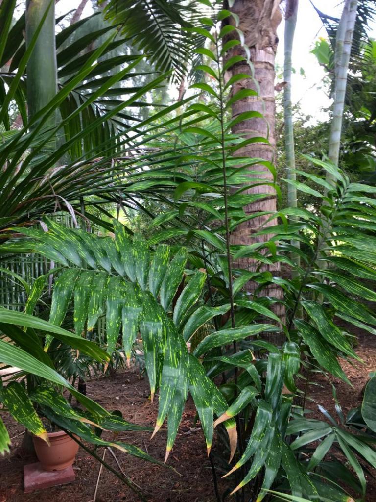 Zamia_variegata_picta_01_08-20-19.thumb.JPG.c8c68ac5a9dc27717f9c575b7e169262.JPG