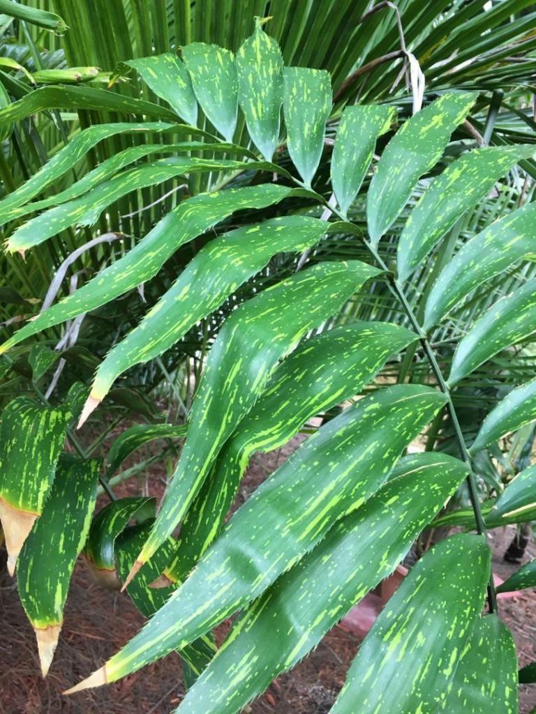 Zamia_variegata_picta_03_08-20-19.thumb.JPG.25a5f6b778a526c79d63d8abc16a4acc.JPG