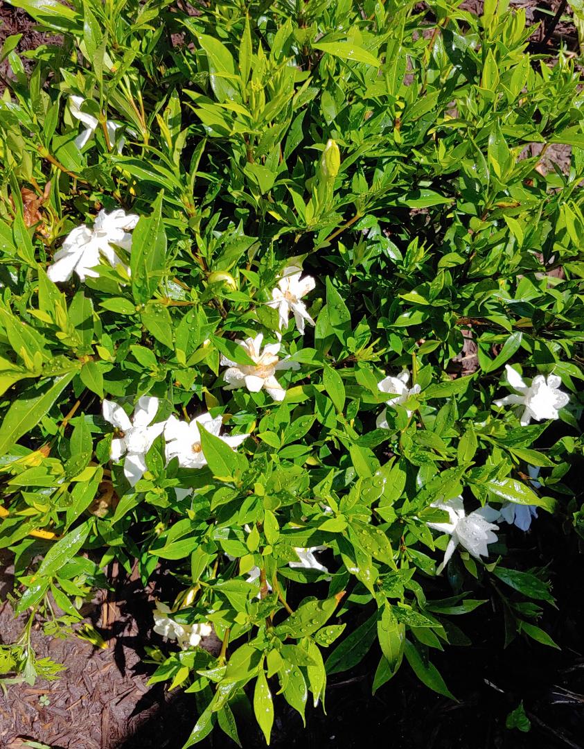 Is Anyone Growing Gardenia Which Are Good Varieties Tropical Looking Plants Other Than Palms Palmtalk