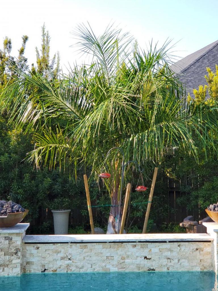 Mule palm has white at the base - COLD HARDY PALMS - PalmTalk