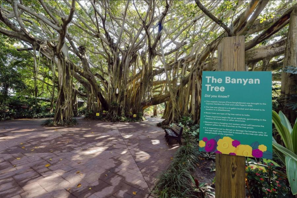 201909121000_BanyanTreeCypressGardens.png