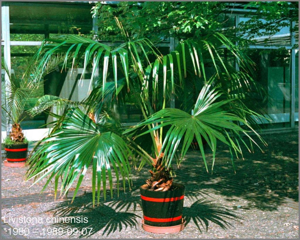 696804681_Livistonachinensis1989-09-07.thumb.jpg.72a4bcaebaa3a7f31899a7fccb50f055.jpg