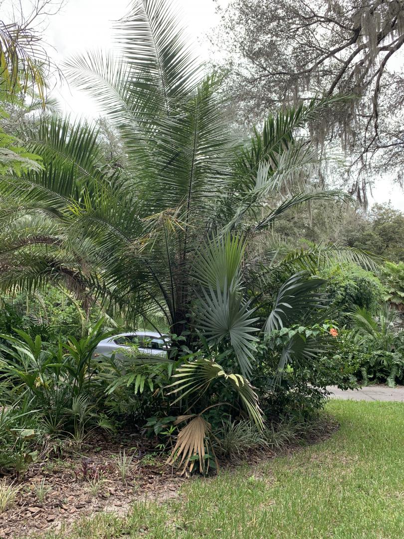 parajubaea torallyi in the gulf south - Page 2 - DISCUSSING PALM TREES ...