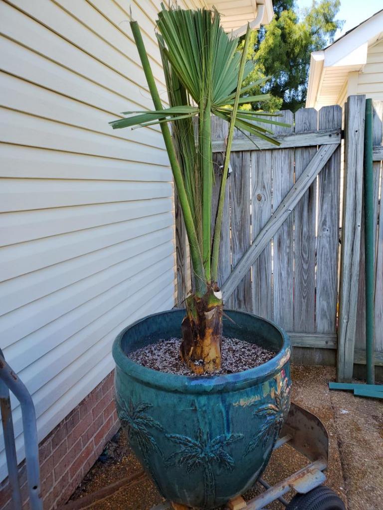 Cabbage_Palm_09_2019.jpg