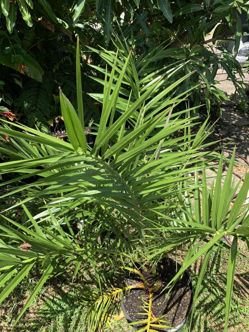 Two Phoenix reclinata (Hybrids) - Freebies - PalmTalk