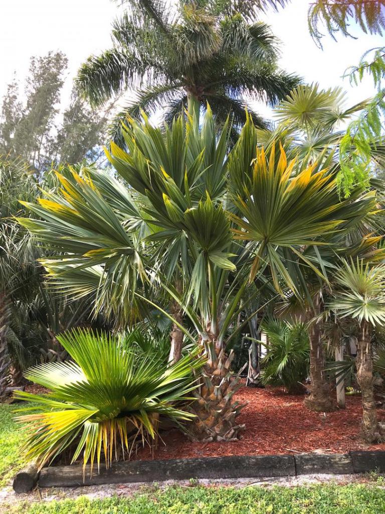 Sabal_palmetto_Lisa_01_04-30-19.thumb.JPG.b8e07326fd419ad50b3a95722d458b97.JPG