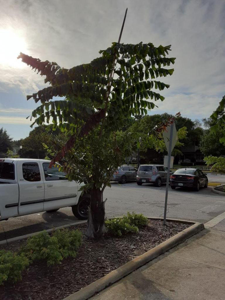 0010_Caryota_parking_00.jpg