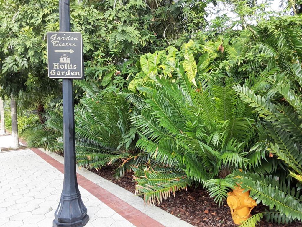 0011_Cycads_Welcome.jpg