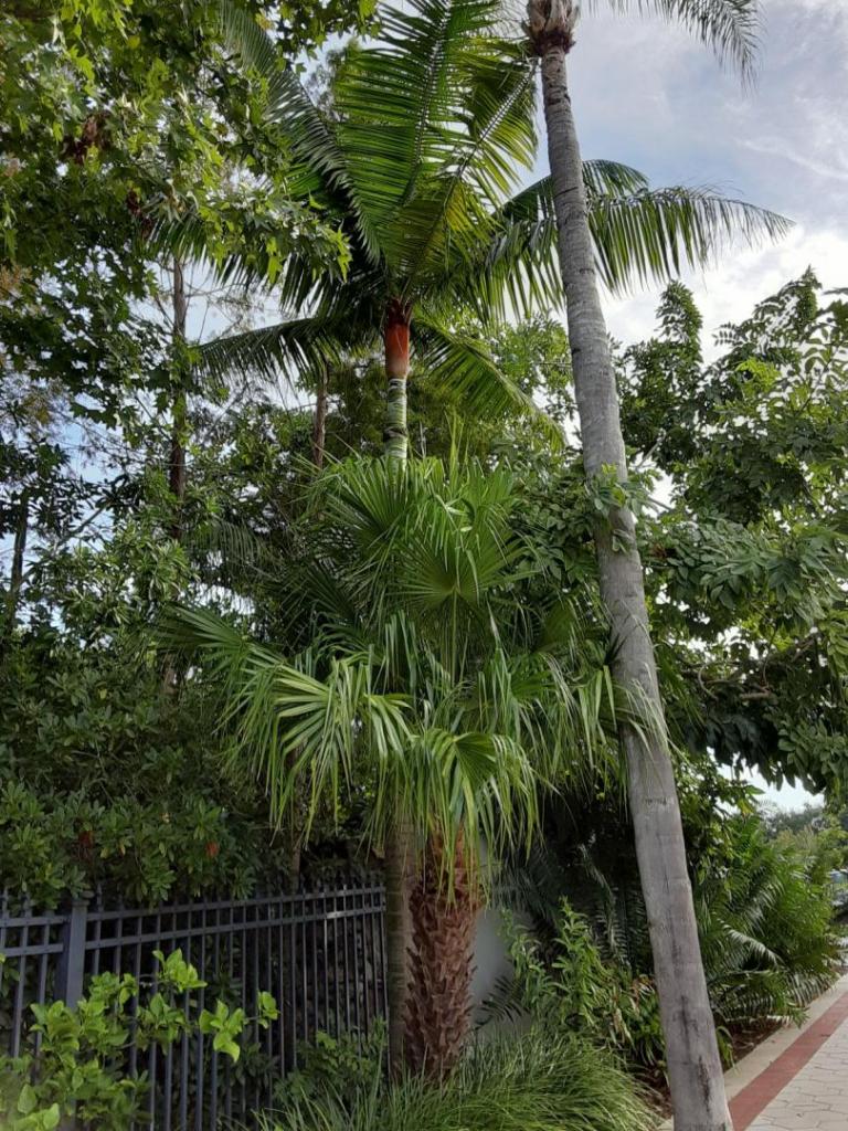 0013_Dypsis_leptocheilos.jpg