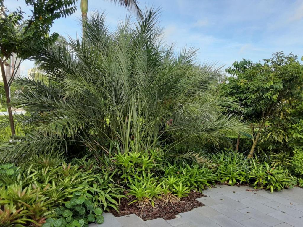 0054_Dense_foliage.jpg