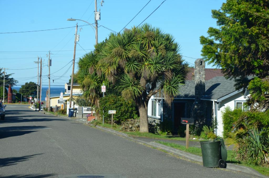 Gold Beach Cordyline 1.JPG