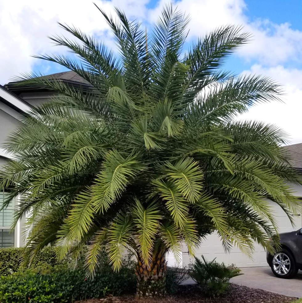 Interesting Phoenix Canariensis x Sylvestris? Or different hybrid ...