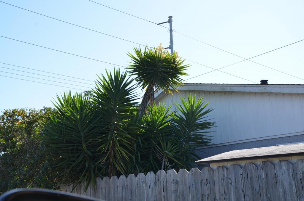 Brookings Yucca Gigantea.JPG