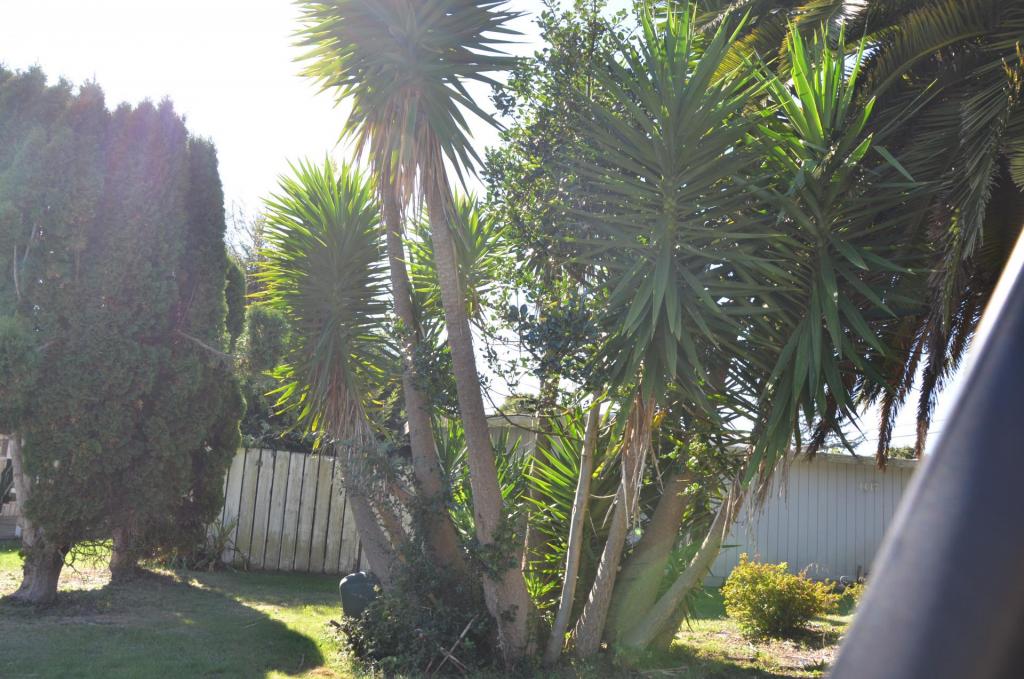 Brookings Yucca Gigantea 1.JPG