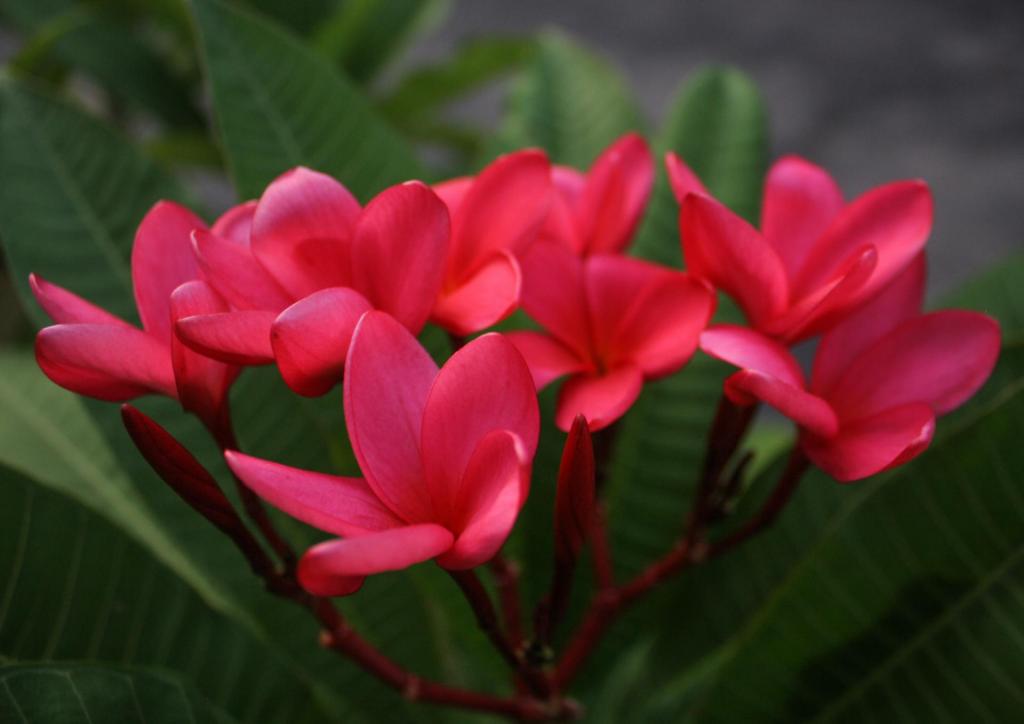 Plumeria10-1.jpg