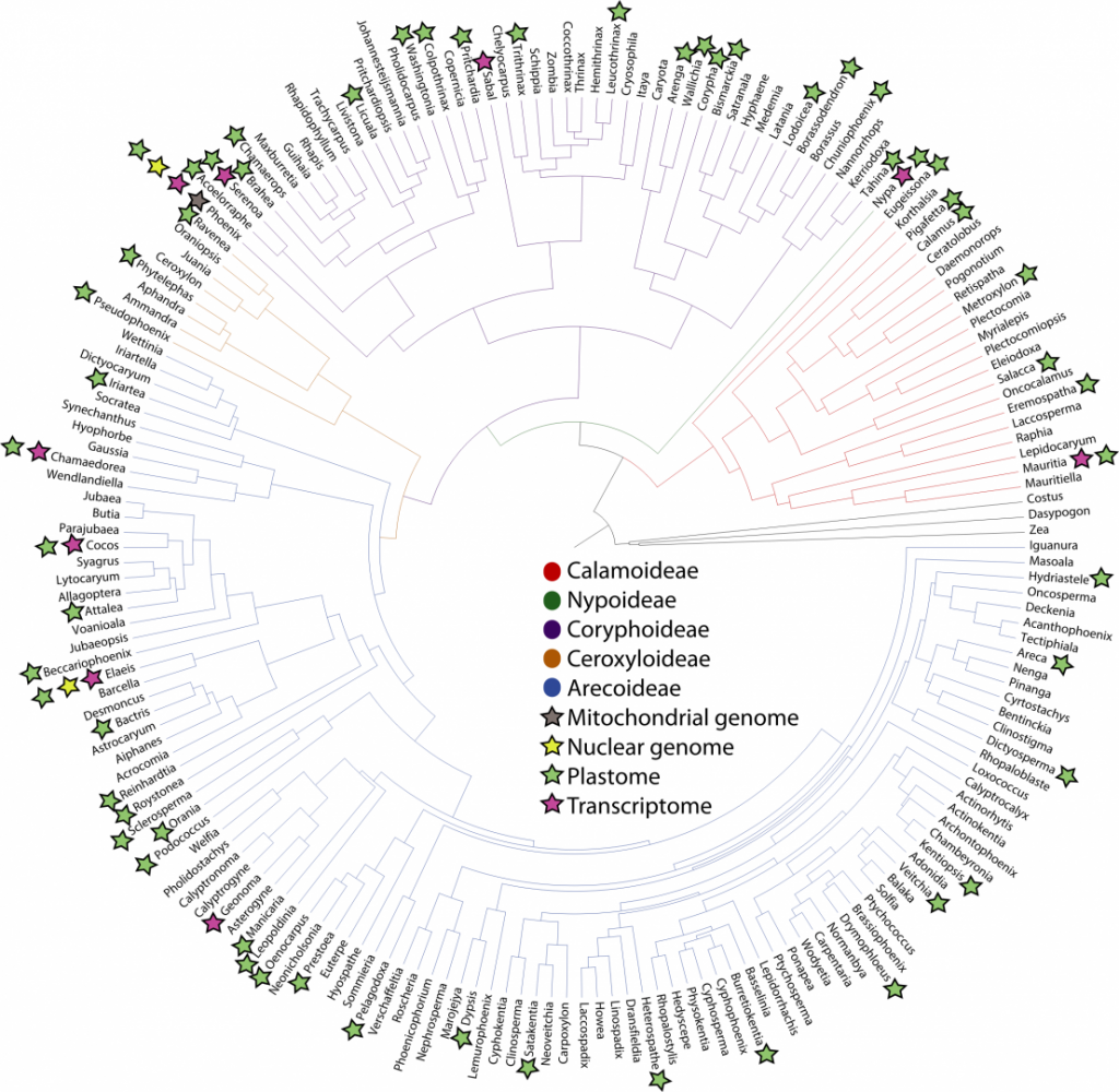 palm_phylogenomics.thumb.png.efe6c2eaef9eecd9e022efa34abbe782.png