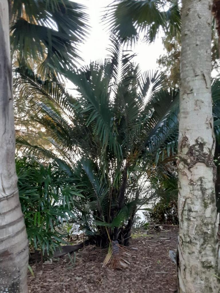 0001_Arenga_engleri_Formosa_Palm.jpg