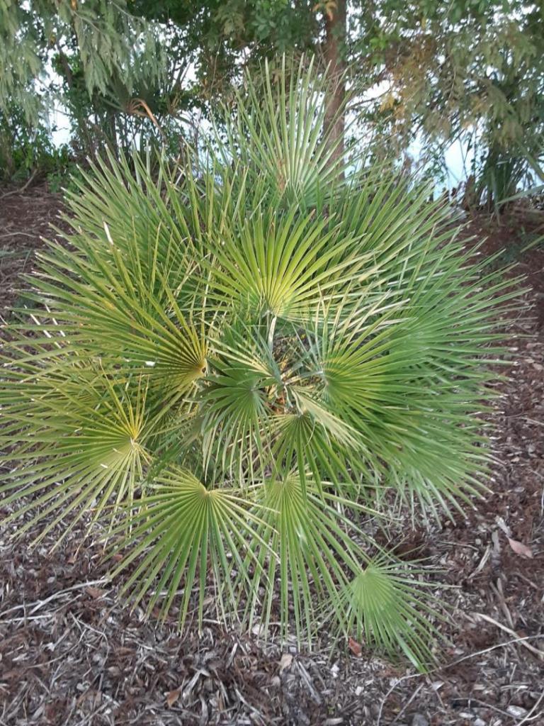 0005_Chamaerops_humilis_European_Fan_Palm.jpg