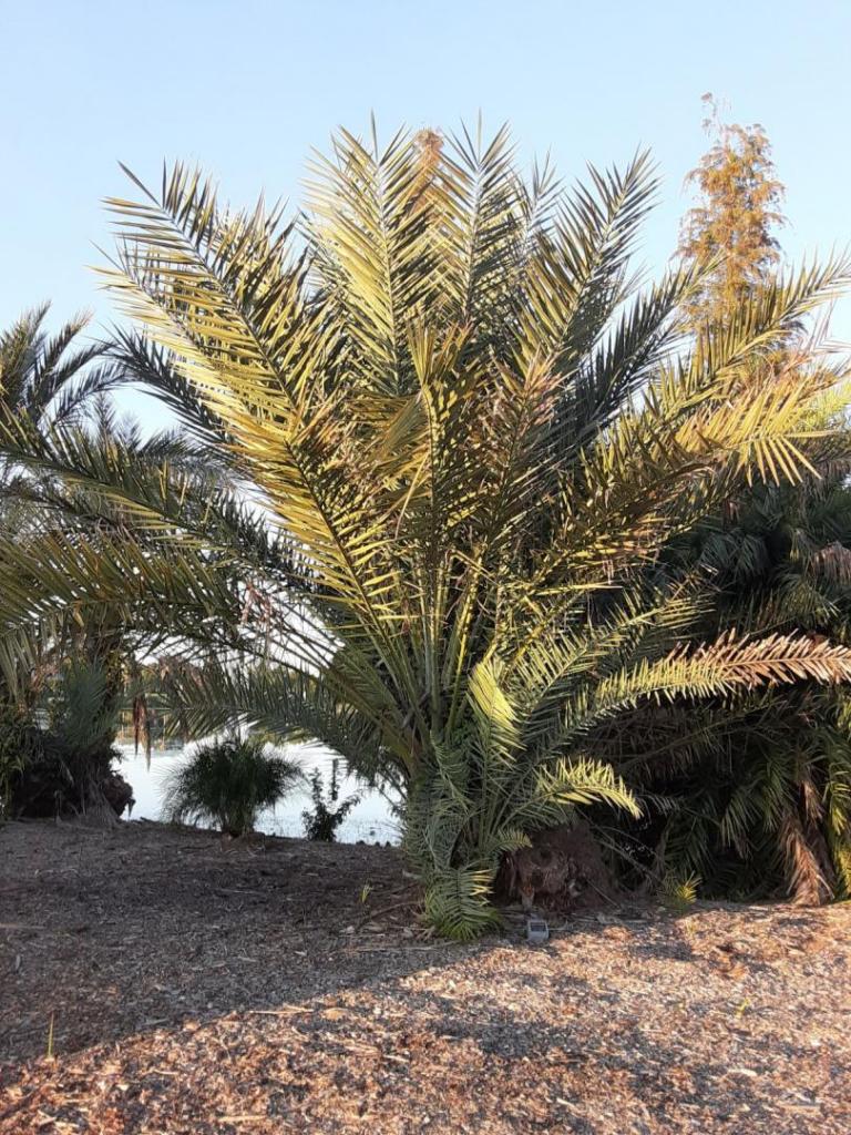 0009_Phoenix_dactylifera_Date_Palm.jpg