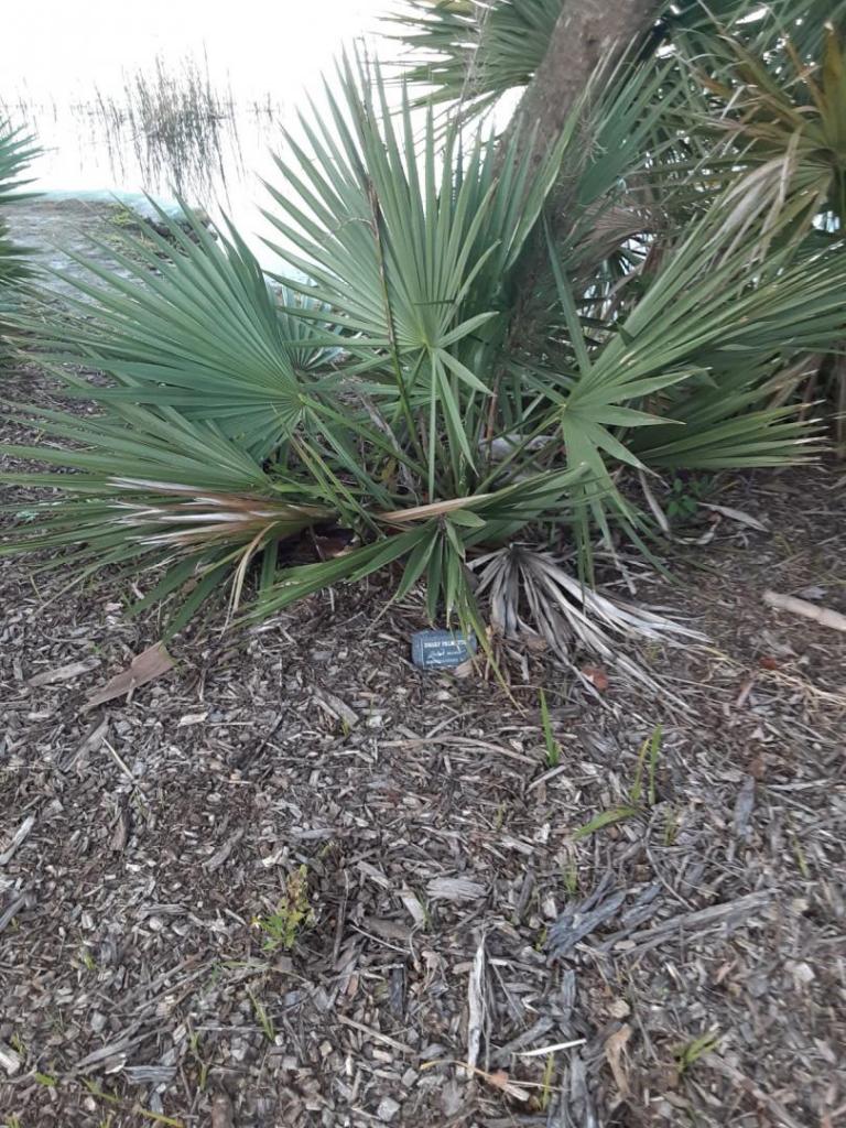 0010_Sabal_minor_Dwarf_Palmetto.jpg