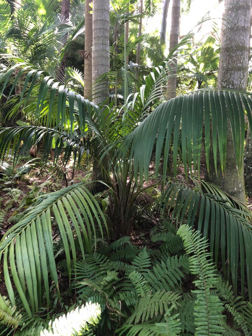 Calyptronoma rivalis - DISCUSSING PALM TREES WORLDWIDE - PalmTalk