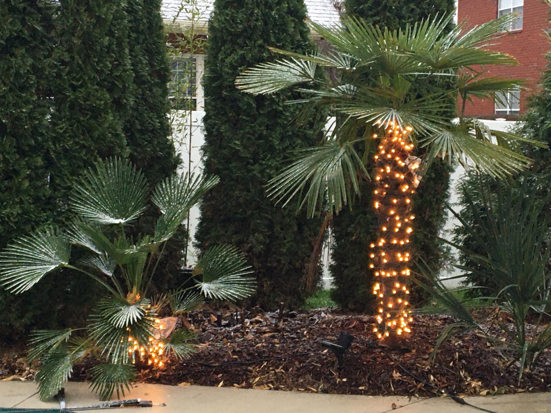 Tennessee Palms get a little snow! COLD HARDY PALMS PalmTalk