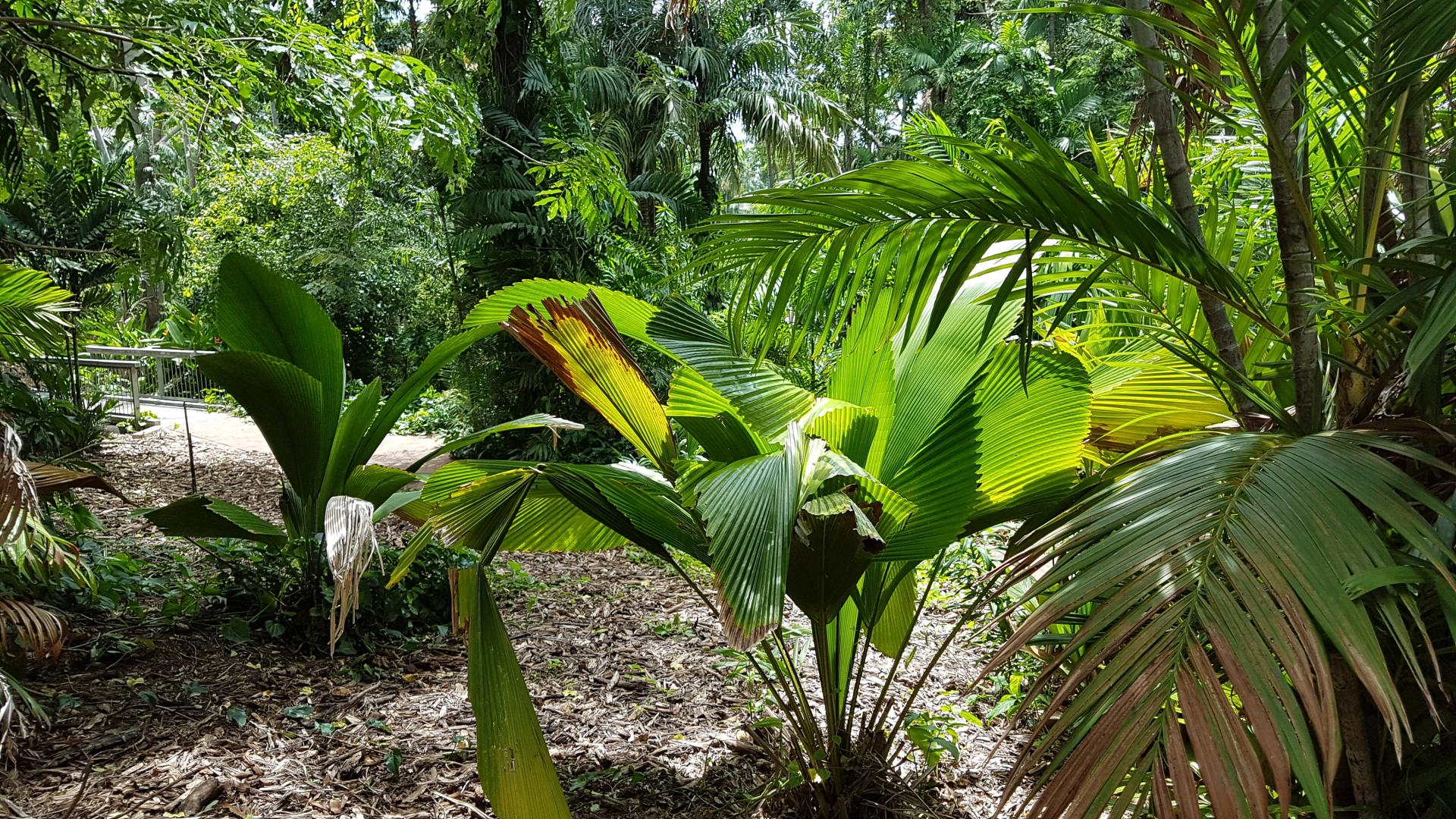 George Brown Botanical Gardens, Darwin, Australia. - TRAVEL LOGS - PalmTalk