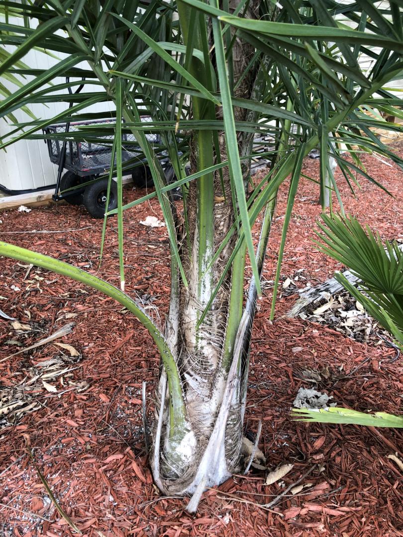 Syagrus picrophylla - a pretty & compact Palm - DISCUSSING PALM TREES ...