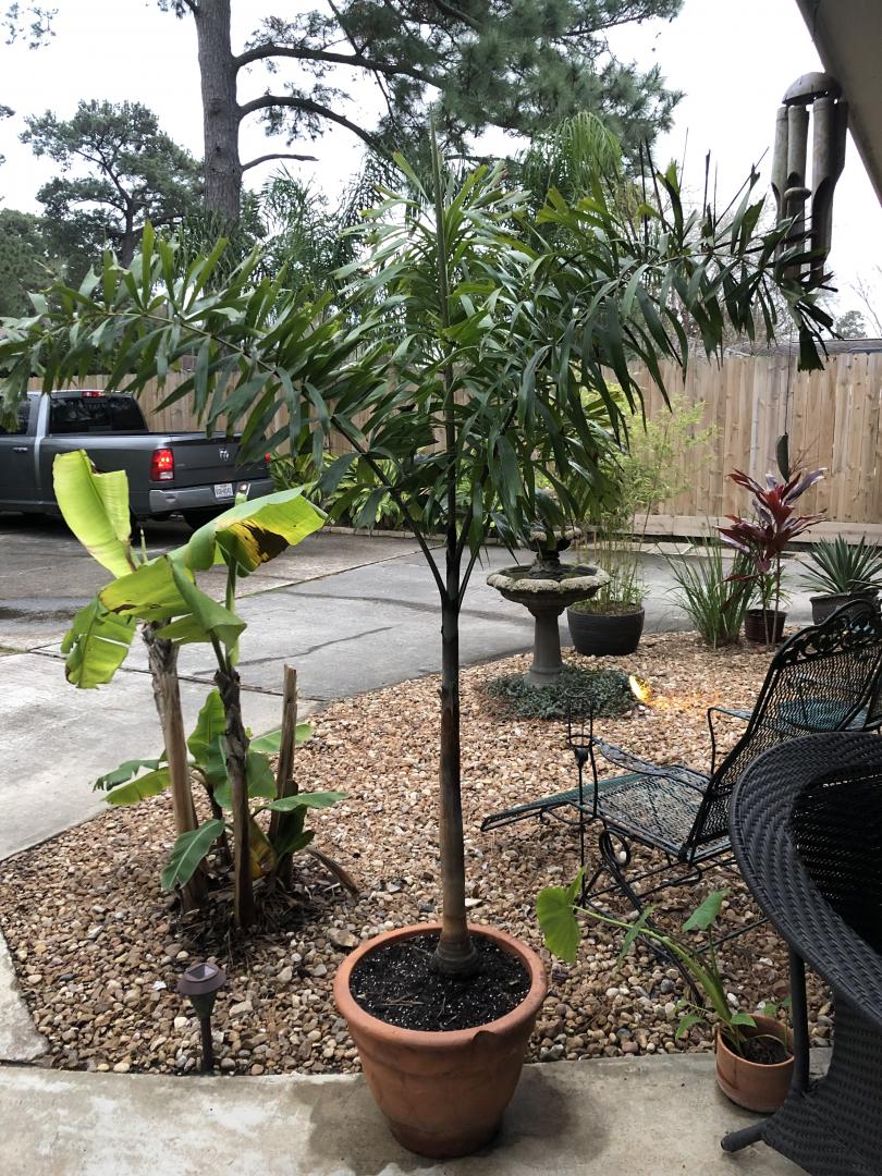 Foxtail Palm In Houston Palms In Pots Palmtalk